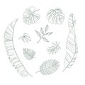 Diverse leaves of tropical plants set. Black line hand drawn vector isolated. Royalty Free Stock Photo