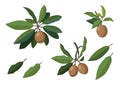 Sapodilla fruit fresh and leaf isolated on white background illustration vector