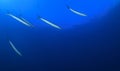 A small group of barracudas in thte sea. Royalty Free Stock Photo