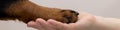 4x1 banner for social networks and website. A woman holds a dog's paw in palm of her hand. Rottweiler demonstrates his