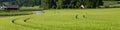 4x1 banner for social networks and websites. Green rye field, forest, rural road, farmhouses and buildings Royalty Free Stock Photo