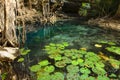X-Batun Cenote - turquoise fresh water with water lilies