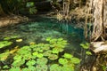 X-Batun Cenote - turquoise fresh water with water lilies