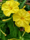 Mirabilis jalapa, or Bella di Notte, yellow flowers