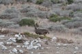 4 point Black-Tailed Buck making sure he is not being followed