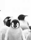 Emperor Penguin Chick Royalty Free Stock Photo