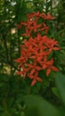 & x22;bunga penari latar& x22; is a tropical plant