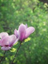 & x22;Close-Up of Pink Magnolia Blossoms& x22; Royalty Free Stock Photo