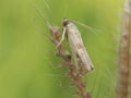 & x22;A Crambidae moth, possibly Pyrausta sp., resting on a grass seed head.& x22; Royalty Free Stock Photo