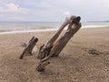 Decaying Beauty: A Captivating Portrait Against Weathered Wood