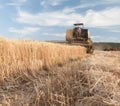 Wheat harvest season Royalty Free Stock Photo