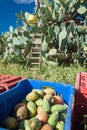 Prickly pears harvest time Royalty Free Stock Photo