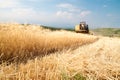 Wheat harvesting time in Sicily