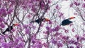 Three Toco Toucans In A Flowering Ipe Tree Royalty Free Stock Photo