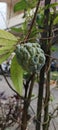 & x22;Exotic Sugar Apple: Vibrant & Fresh Sweets of Nature& x22; Royalty Free Stock Photo