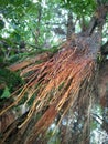 Ficus virens or The curtain fig tree roots Royalty Free Stock Photo