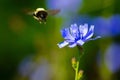 & x22;Flight of the Bumble Bee& x22; Royalty Free Stock Photo