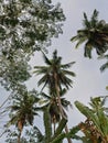 & x22;Graceful Coconut Palms Against a Backdrop of Blue Skies in a Serene Village& x22;