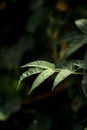 Green leaf in natural light  close-up of green leaves on dark background& Royalty Free Stock Photo