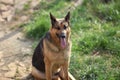 `Roxanne` pure bred female german shepherd dog