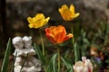 `Letters from Home` beautiful yellow red and orange tulips in a zen garden with romantic statue Royalty Free Stock Photo