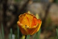 `Hair on Fire` Raw unretouched red yellow and orange tulip bulb blossom Royalty Free Stock Photo
