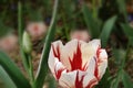 `Flaming Tulip` tulips in bloom in a zen garden Royalty Free Stock Photo