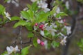 `Crabby Beauty` delicate green leaves and pastel pink blossoms