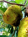 & x22;Image of two unripe jackfruits& x22;& x22;Photo of two green jackfruits& x22; Royalty Free Stock Photo