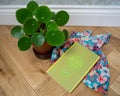 "The Island of Doctor Moreau" book placed next to a pilea plant in a pot and a Japanese floral cloth