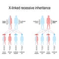 X-linked recessive inheritance Royalty Free Stock Photo