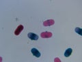 Pea Pollen 400x Pink and Blue Cluster