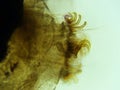 Silkworm Moth Larvae 400x Bottom hooks and hair