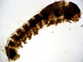 Silkworm Moth Larvae 40x Whole Body