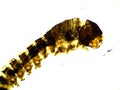 Silkworm Moth Larvae 40x Upper Body