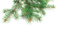 X-mas fir tree branch isolated on white background. Pine branch. Christmas background Royalty Free Stock Photo