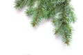 X-mas fir tree branch isolated on white background. Pine branch. Christmas background Royalty Free Stock Photo