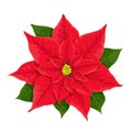 X-mas red flower of poinsettia, vector realistic illustration, elegant traditional decoration isolated on white Royalty Free Stock Photo