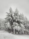 & x22;Misty Winter Landscape with Snow-Covered Pines& x22; Royalty Free Stock Photo