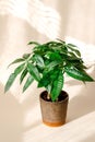 A "Money Tree" plant (Pachira Aquatica Royalty Free Stock Photo