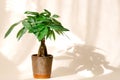 A "Money Tree" plant (Pachira Aquatica Royalty Free Stock Photo