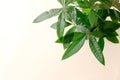 A "Money Tree" plant (Pachira Aquatica Royalty Free Stock Photo