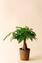 A "Money Tree" plant (Pachira Aquatica Royalty Free Stock Photo