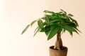 A "Money Tree" plant (Pachira Aquatica Royalty Free Stock Photo