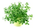 (Origanum vulgare) oregano in yellow pot isolated on white Royalty Free Stock Photo