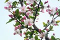 `Crabidashery` Crab Apple Blossoms in Spring Royalty Free Stock Photo