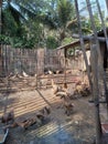 Quacking camaraderie in the barnyard as ducks go about their daily activities.