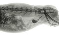 X-ray of the abdomen of a rabbit with calculi in the bladder and urethra