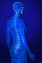 X-ray Anatomy on Blue Royalty Free Stock Photo