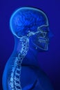 X-ray Anatomy on Blue Royalty Free Stock Photo